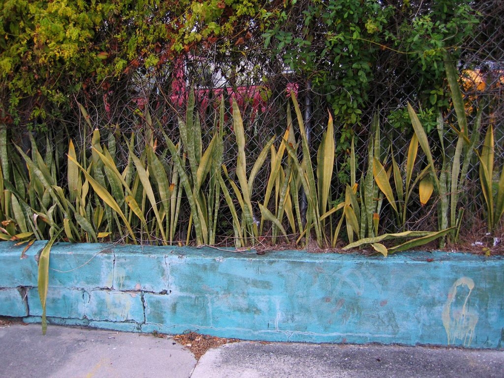 roadside vegetation, Flo-da, Wynwood,Miami 2008 - Tim Trompeter