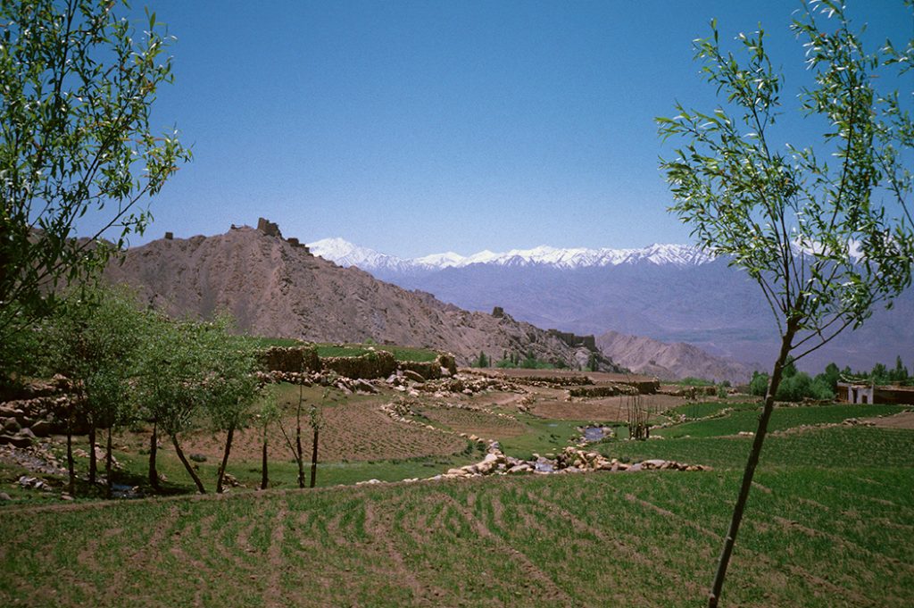 Summer fields surrounding Shankar Village, Leh, Ladakh 1978 - Tim Trompeter
