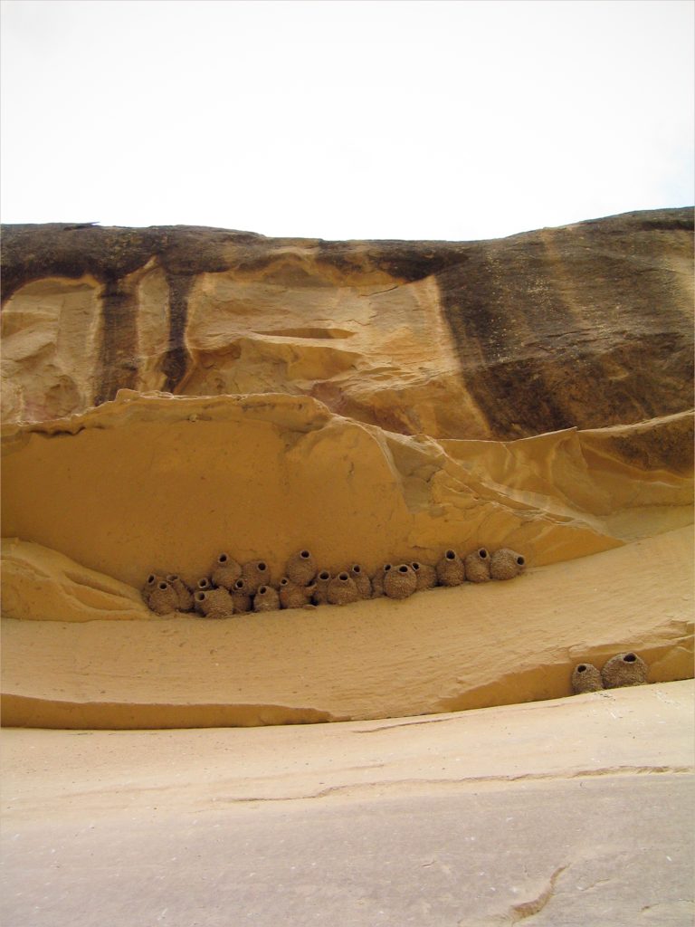 Cliff Swallow Nests, Chaco Canyon (2015)
